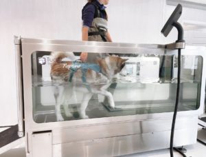 Dog water treadmill cost cheap